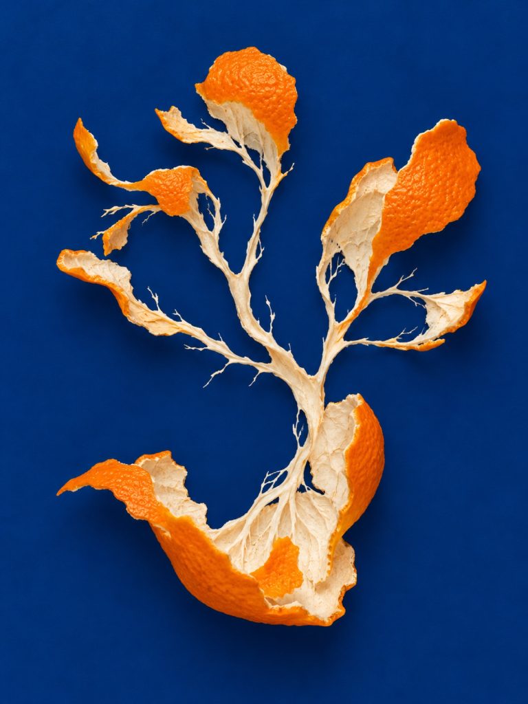 果皮分形树